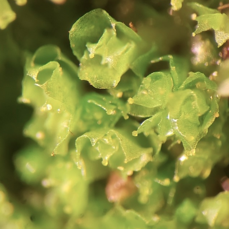 Schistochilopsis incisa var. incisa